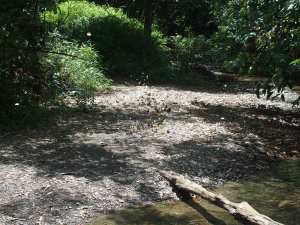 Khao Sok - Schmetterlinge