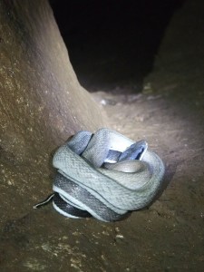 Khao Sok - Cave Schlange